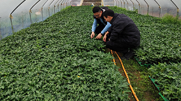 木瓜种植季——凯发K8国际源头守护品质，铸就酶好未来