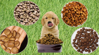酶解法助力猫狗找回食欲，提高宠物食品适口性！